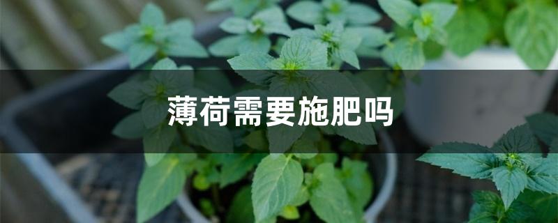 薄荷需要施肥吗