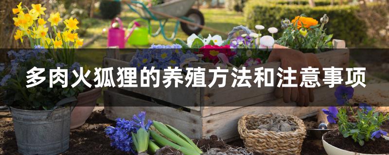 多肉火狐狸的养殖方法和注意事项