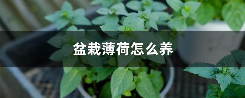 盆栽薄荷怎么养