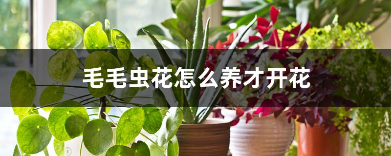 毛毛虫花怎么养才开花