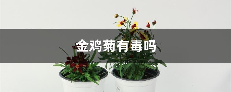 金鸡菊有毒吗