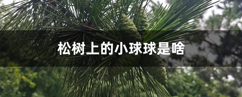 松树上的小球球是啥