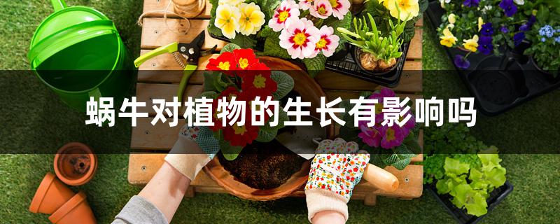 蜗牛对植物的生长有影响吗