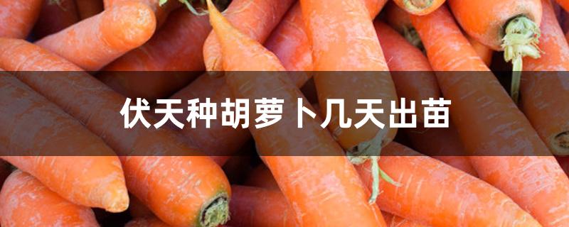 伏天种胡萝卜几天出苗