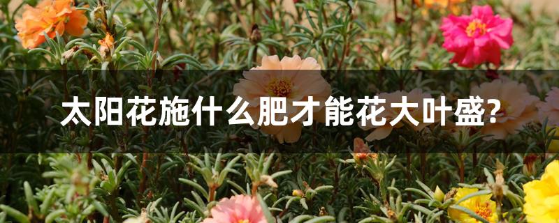太阳花施什么肥才能花大叶盛?