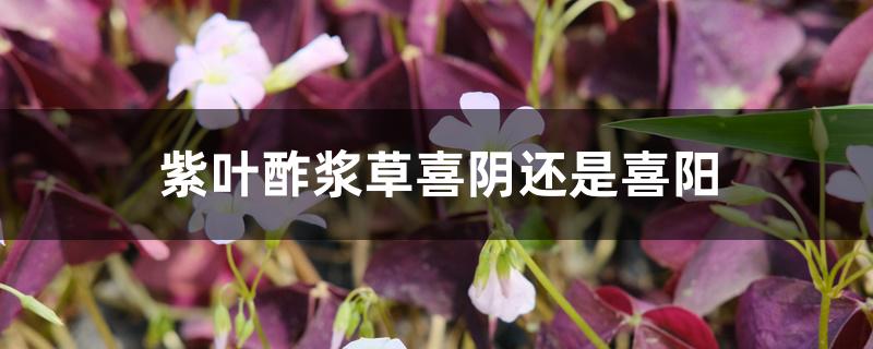 紫叶酢浆草喜阴还是喜阳