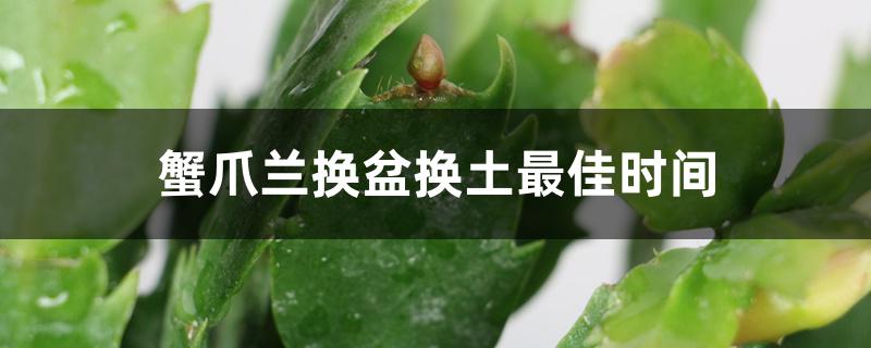 蟹爪兰换盆换土最佳时间