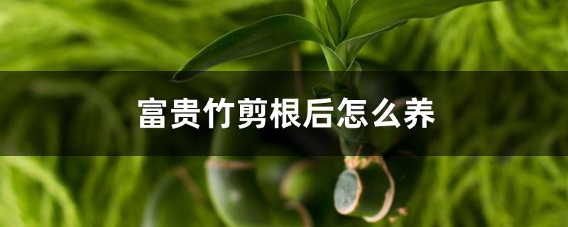 富贵竹剪根后怎么养