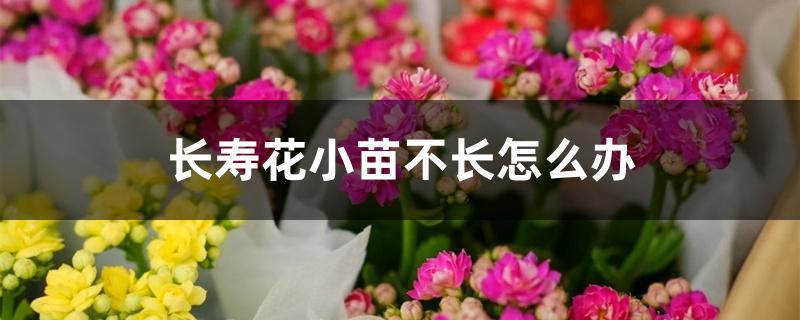 长寿花小苗不长怎么办