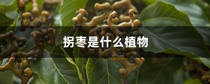 拐枣是什么植物