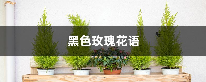黑色玫瑰花语