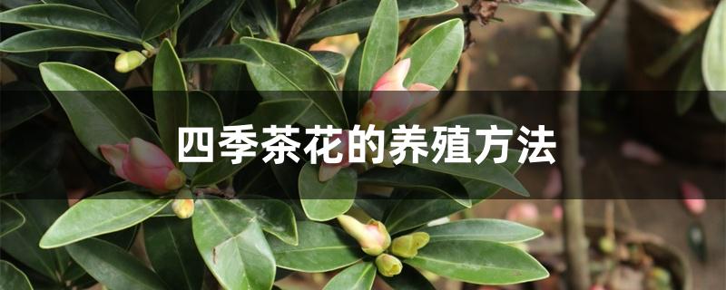 四季茶花的养殖方法