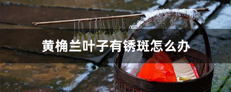 黄桷兰叶子有锈斑怎么办