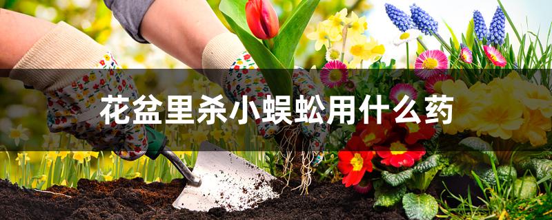 花盆里杀小蜈蚣用什么药