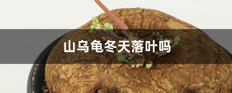 山乌龟冬天落叶吗