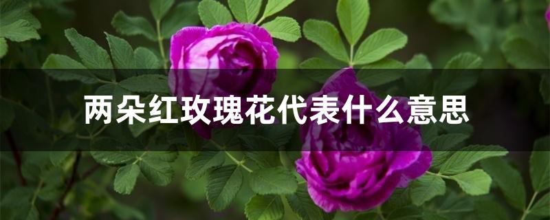 两朵红玫瑰花代表什么意思
