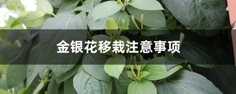 金银花移栽注意事项