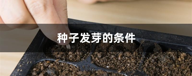 种子发芽的条件
