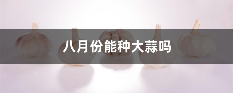 八月份能种大蒜吗