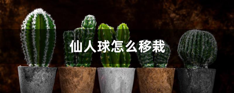 仙人球怎么移栽