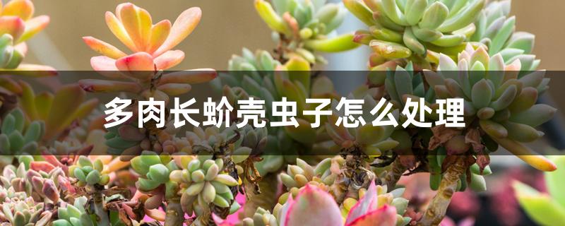 多肉长蚧壳虫子怎么处理