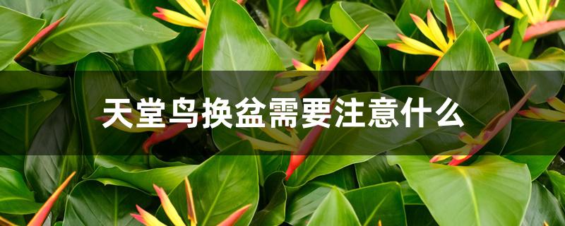 天堂鸟换盆需要注意什么