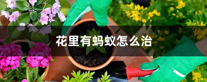 花里有蚂蚁怎么治