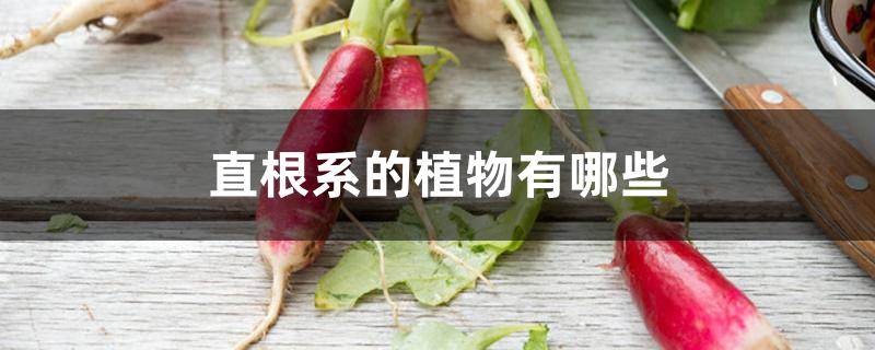 直根系的植物有哪些