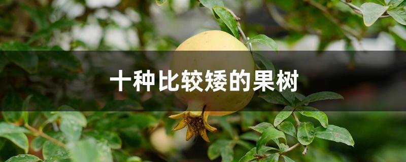 十种比较矮的果树