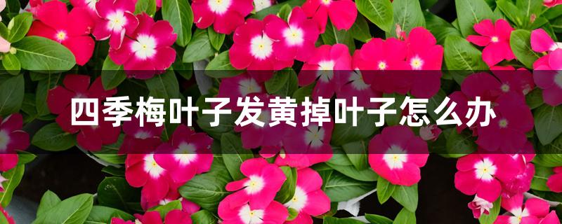 四季梅叶子发黄掉叶子怎么办