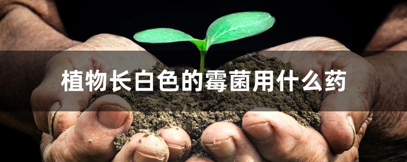 植物长白色的霉菌用什么药
