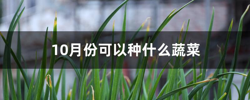 10月份可以种什么蔬菜