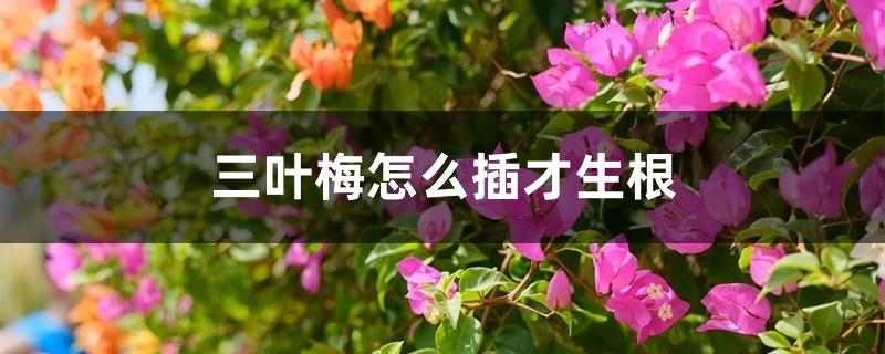 三叶梅怎么插才生根
