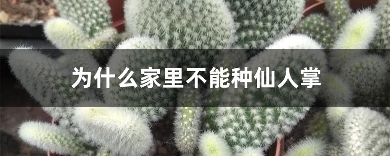 为什么家里不能种仙人掌