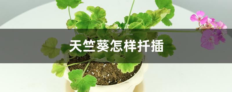 天竺葵怎样扦插