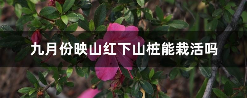 九月份映山红下山桩能栽活吗