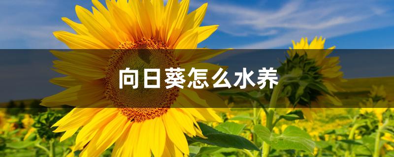 向日葵怎么水养