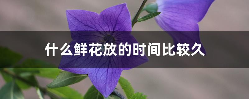 什么鲜花放的时间比较久