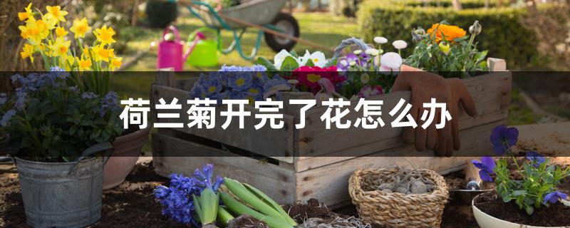 荷兰菊开完了花怎么办
