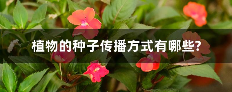 植物的种子传播方式有哪些?