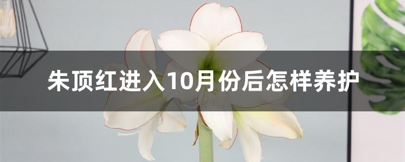 朱顶红进入10月份后怎样养护