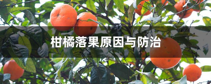 柑橘落果原因与防治