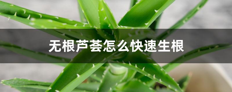 无根芦荟怎么快速生根