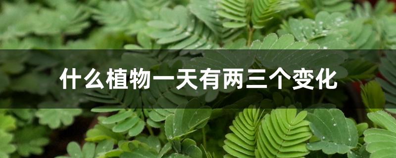 什么植物一天有两三个变化