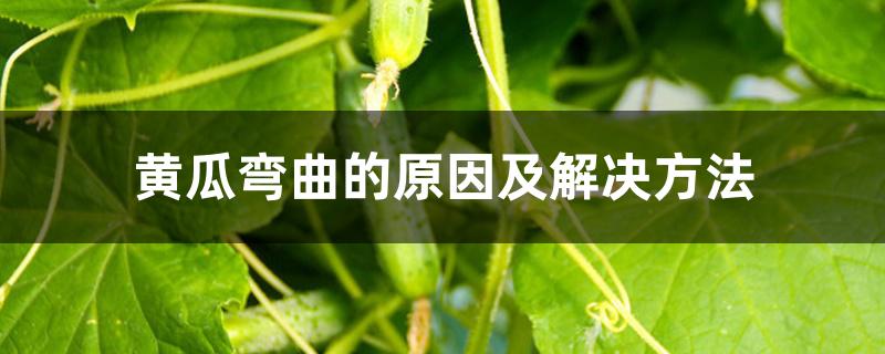 黄瓜弯曲的原因及解决方法