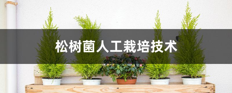 松树菌人工栽培技术