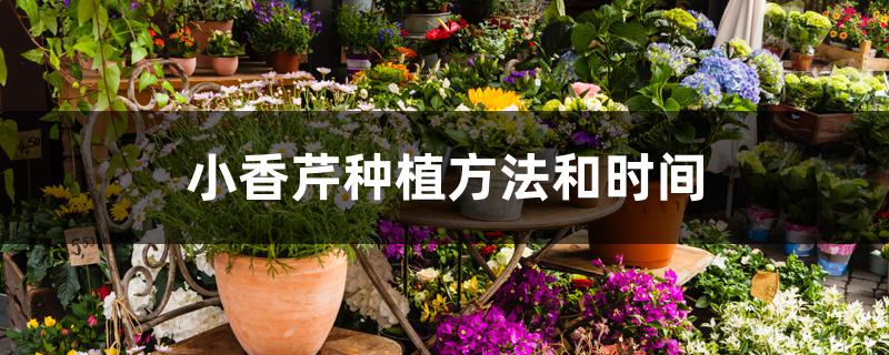 小香芹种植方法和时间