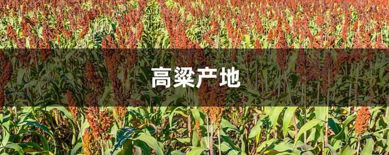 高粱产地