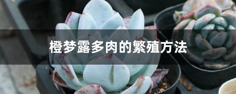 橙梦露多肉的繁殖方法