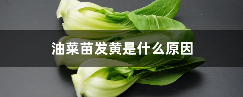 油菜苗发黄是什么原因
